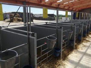 Боксы для телят