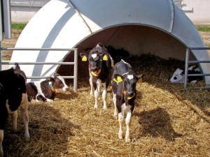 групповой домик для телят