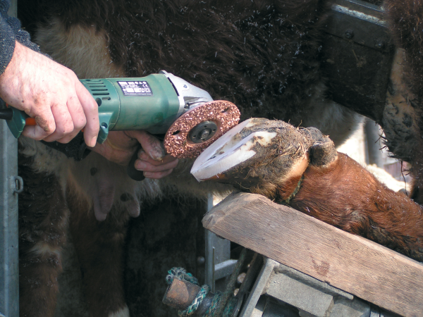 Диск для обработки копыт высокого качества, редкое нанесение — изображение 3