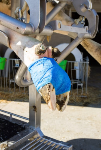 Самоклеящиеся бандажи VETlastic — изображение 4