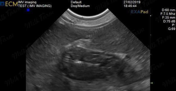 exapad-mini-milkfarm-ultrasound-sec-repro-узи-сканер-коровы-4