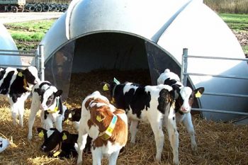 Оборудование для содержания телят купить